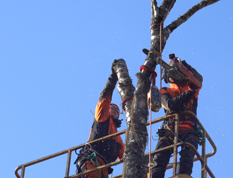 Straightpoint’s Impact Block for Arboriculture Science