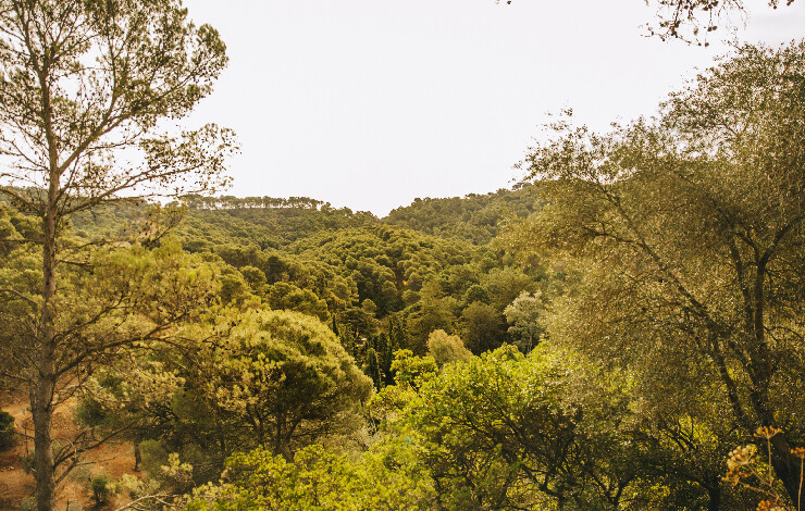 NOVA FCT's ‘Floresta Limpa’ Project Uses Artificial Intelligence in a System to Prevent Wildfires